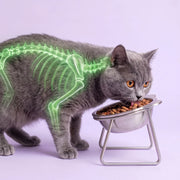 Duven™ Orthopedic Feeding Bowl — Cats