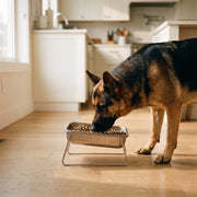 Duven™ Orthopedic Feeding Bowl — Medium & Large Dogs