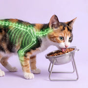 Duven™ Orthopedic Feeding Bowl — Cats