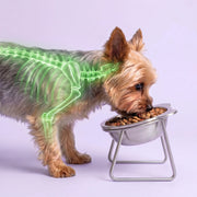 Duven™ Orthopedic Feeding Bowl — Small Dogs