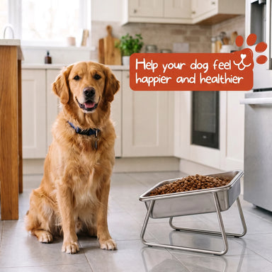 Duven™ Orthopedic Feeding Bowl — Medium & Large Dogs